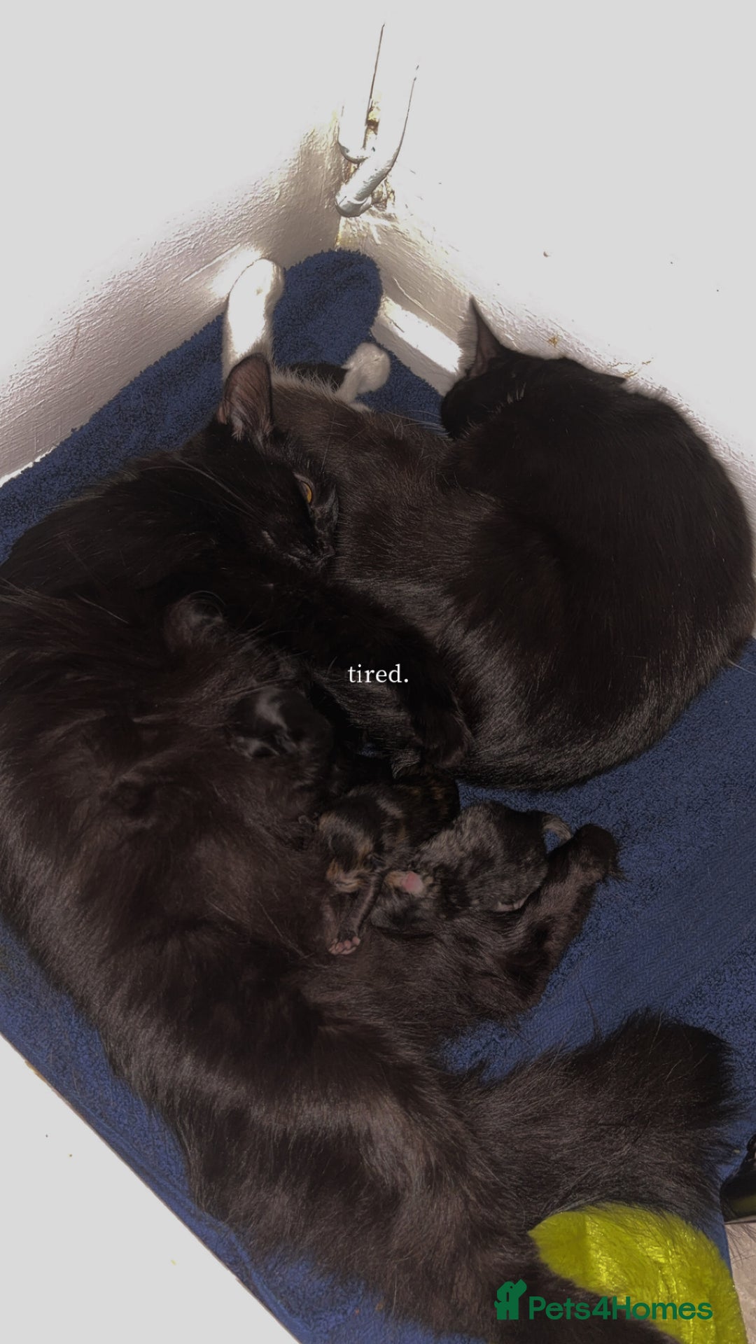 Mixed Breed cats for sale: Beautiful fluffy kittens 🐈‍⬛  - Image 1