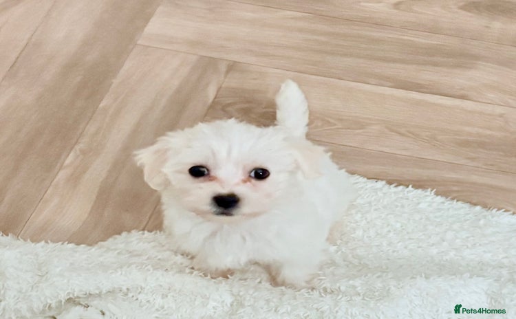 Morkie dogs - Advert 1