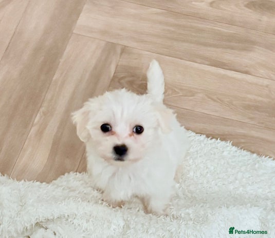 Morkie dogs - Advert 1