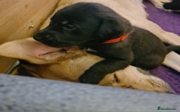 Mixed Breed dogs for sale: 10 Beautiful bedlington whippet x lurcher puppies! - Image 20