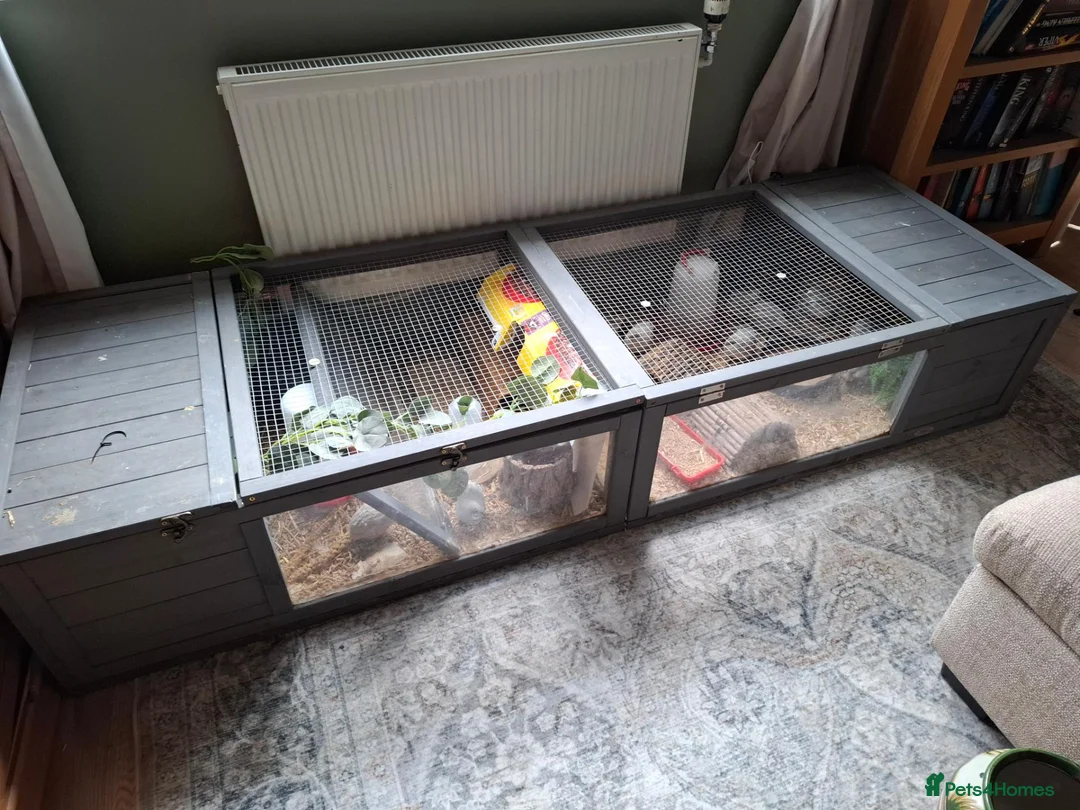 Quail poultry for sale: Free to loving home. in Greenhithe - Advert 2