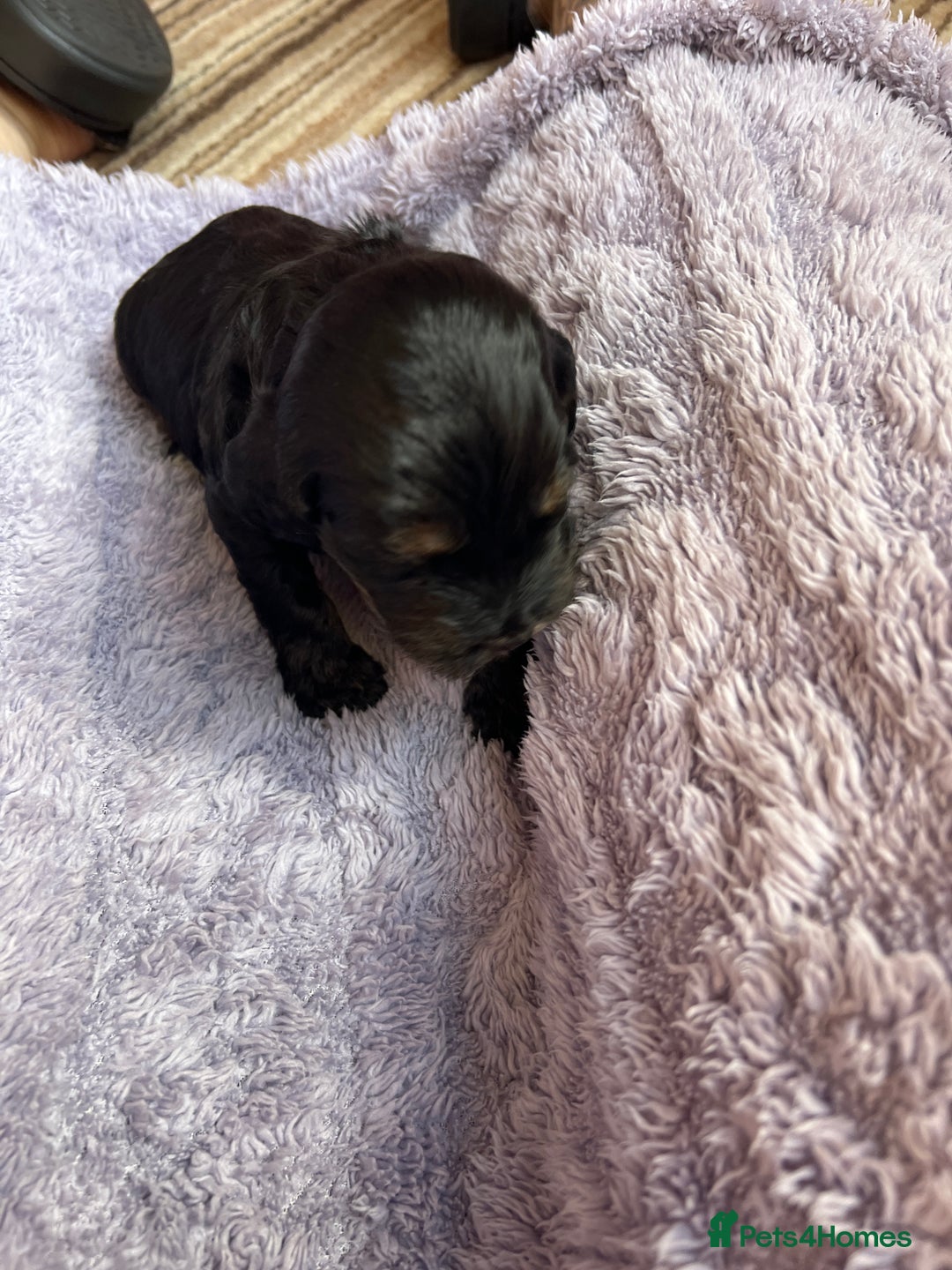 Cockapoo dogs for sale: F1b Cockerpoo puppies. - Image 33