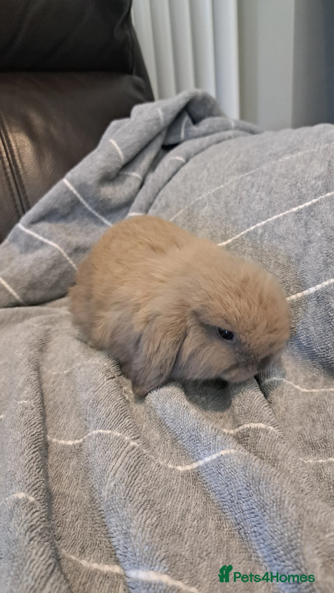 Mini Lop rabbits for sale: Mini lop babys - Advert 2