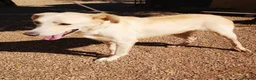Mixed Breed dogs for adoption: 🐾💔 Yogui Needs a Home 💔🐾 - Advert 1