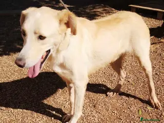 Mixed Breed dogs 🐾💔 Yogui Needs a Home 💔🐾 - Advert 1