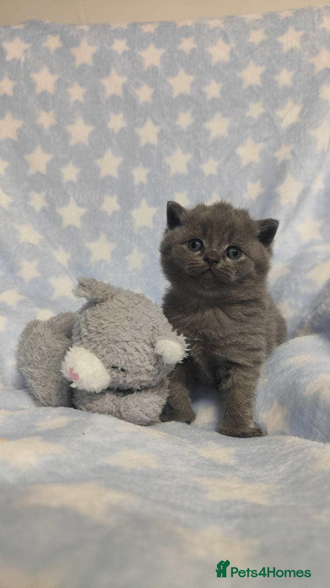 British Shorthair cats for sale: GCCF REGISTERED CHUNKY BRITISH SHORTHAIR KITTENS - Advert 8