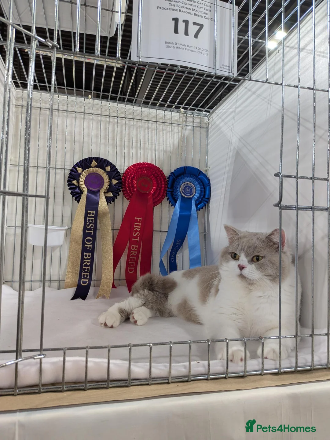 British Shorthair cats for stud: Latvian import British Shorthair  - Advert 2