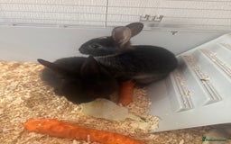 Mini Lop rabbits for sale: New baby mini lops  - Image 6