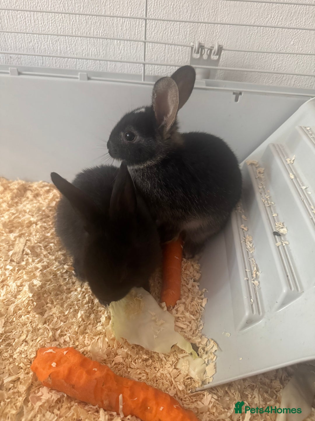 Mini Lop rabbits for sale: New baby mini lops  - Image 6