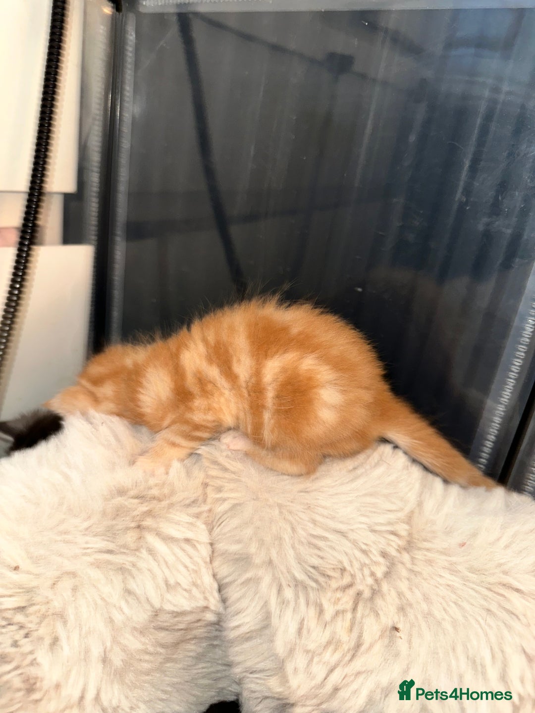 Maine Coon cats for sale: 5 MAINE COON X BABIES FOR SALE  - Advert 33
