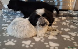 Cockapoo dogs for sale: Health tested show type cockapoo puppies! - Image 24