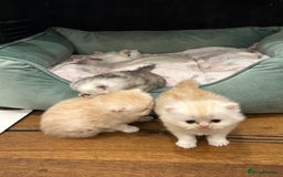 Persian cats for sale: Chinchilla kittens  - Image 11