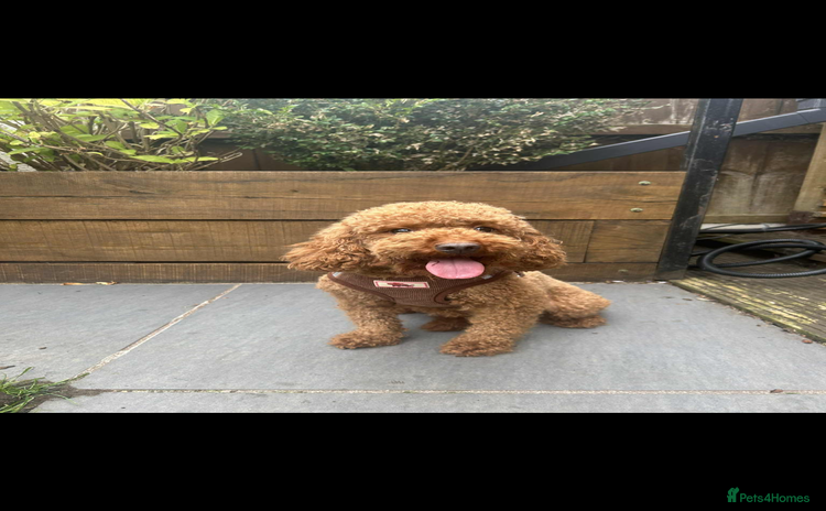 Toy Poodle dogs - Advert 12