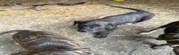 Lurcher dogs for sale: x2 Beautiful Boy Lurcher Puppies  - Advert 11