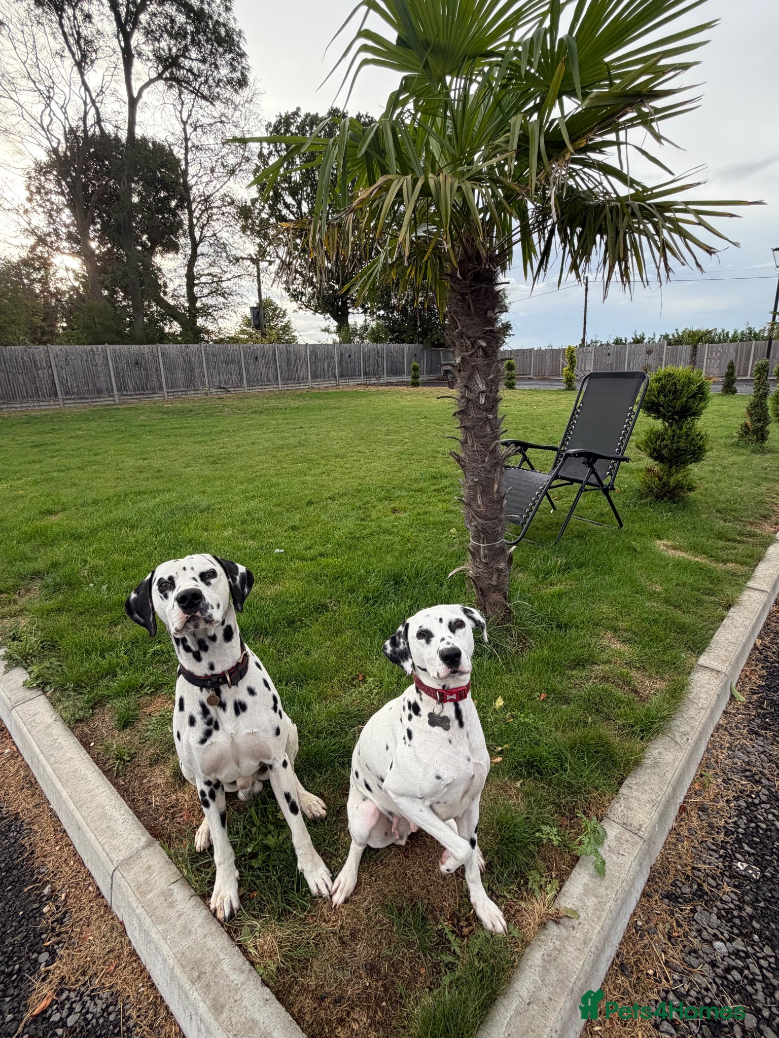 Dalmatian dogs 🏆🐾waiting list Kc litter DUE END SEP 🐾🏆 - Advert 2