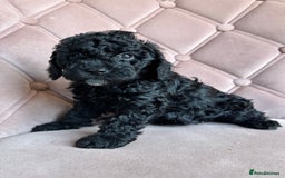 Cockapoo dogs for sale: Cockapoos  - Image 20