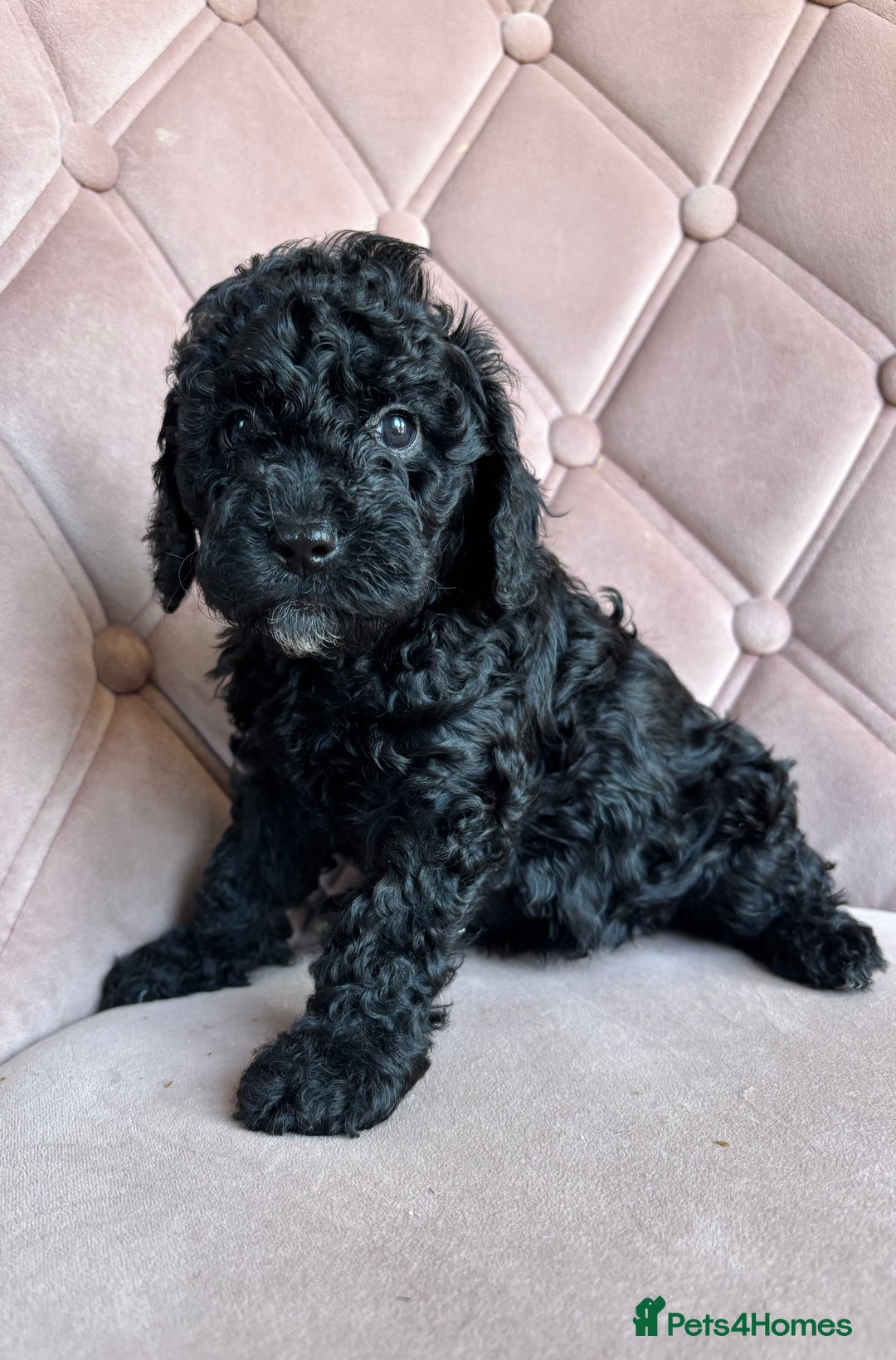 Cockapoo dogs for sale: Cockapoos  - Image 20