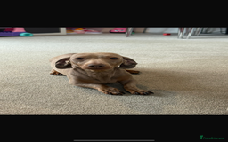 Miniature Dachshund dogs for sale: Beautiful Miniature Daschund Girlie - Image 3
