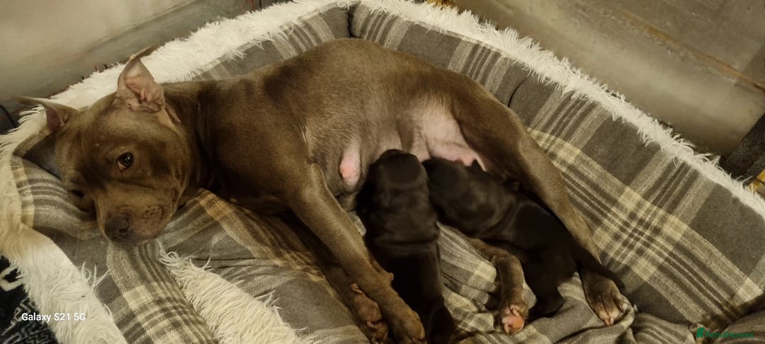 Staffordshire Bull Terrier dogs for sale: Staffordshire Bull Terrier Puppies  - Advert 5