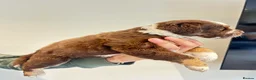 Olde English Bulldogge dogs for sale: Olde English fluffy Bulldogge puppies  - Advert 29