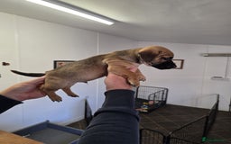 Jack Russell dogs for sale: Beautiful types of broken coated and smoothed  - Image 10