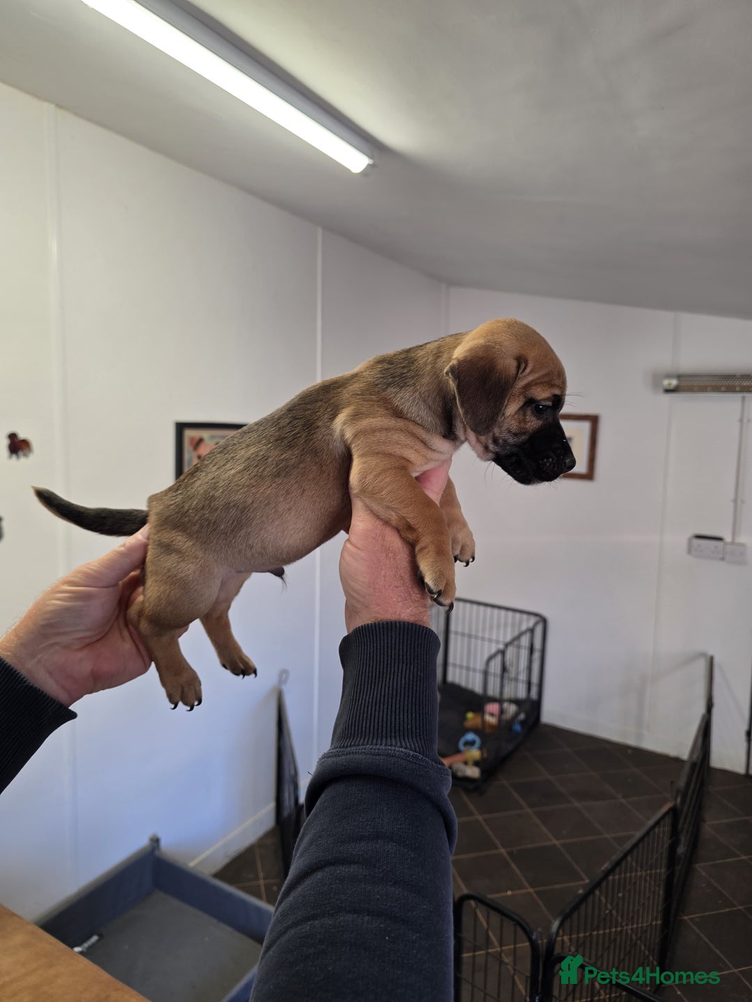 Jack Russell dogs for sale: Beautiful types of broken coated and smoothed  - Image 10