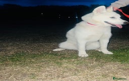 Siberian Husky dogs for sale: Girl Siberian husky  - Advert 2