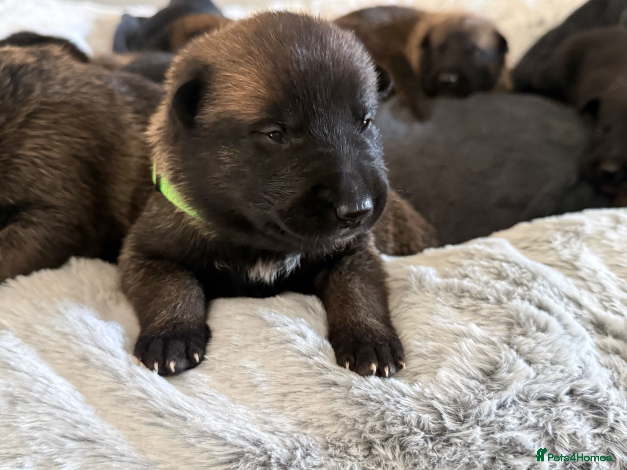 Belgian Shepherd Dog dogs 🔥 BELGIAN MALINIOS PUPPIES FOR SALE 🔥  - Advert 20