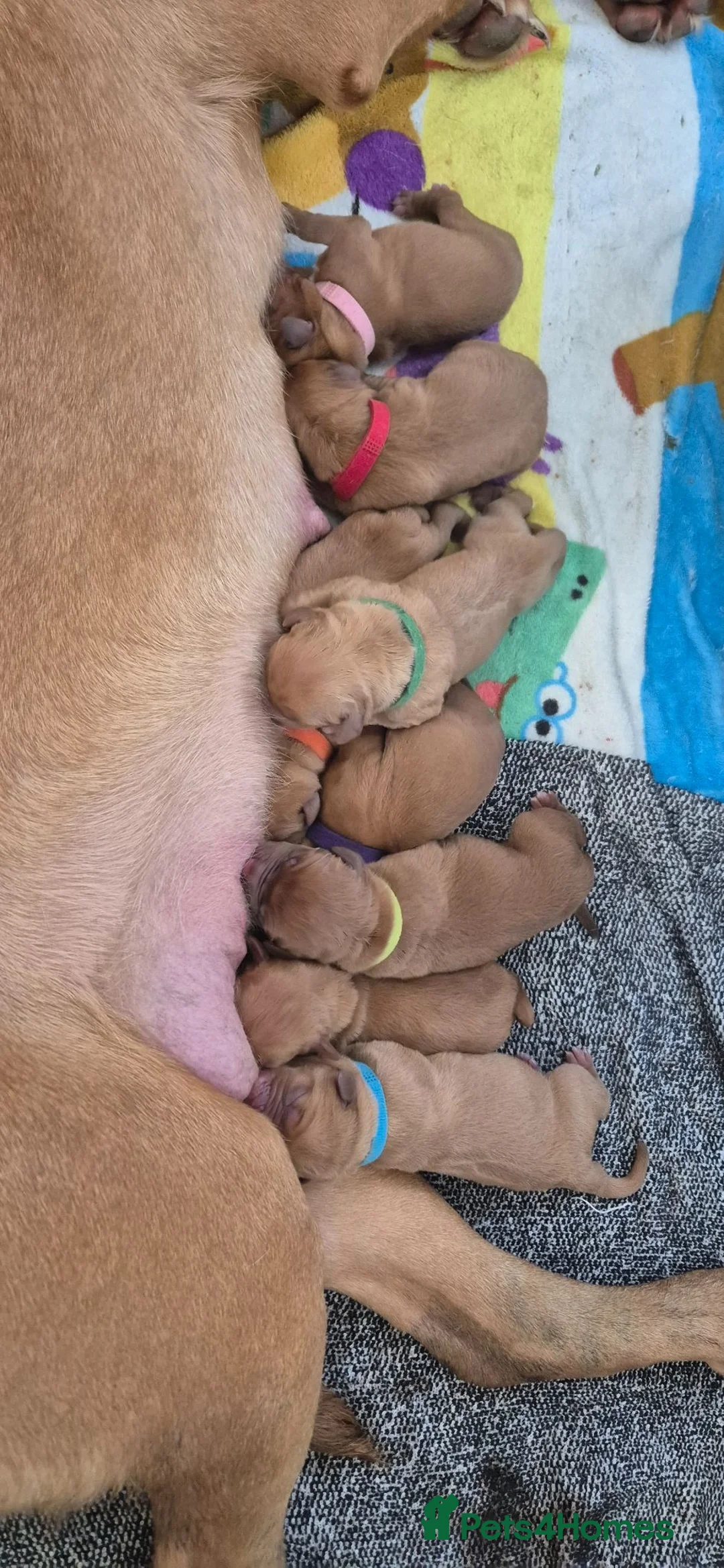 Dogue De Bordeaux dogs for sale:  KC Registered Dogue de Bordeaux Puppies-Champion  - Advert 8