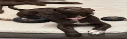 Sprocker dogs for sale: Sprocker  - Advert 3