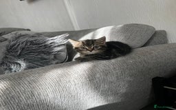 Mixed Breed cats for sale: 4 beautiful kitten - Image 30