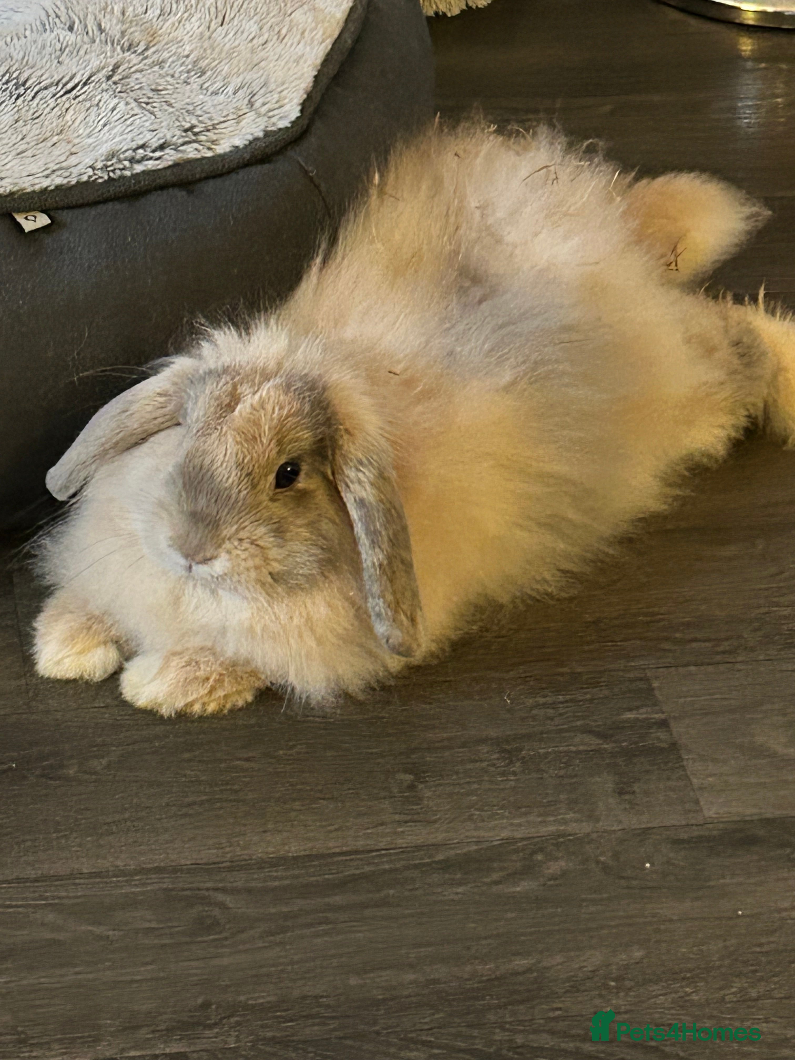 English Lop rabbits Beautiful Lop Bunny for Rehoming - Advert 2