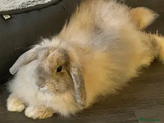 English Lop rabbits Beautiful Lop Bunny for Rehoming - Advert 1