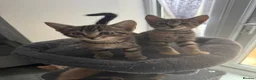 Mixed Breed cats for sale: American shorthair x bsh kittens please red descrp in Belvedere - Advert 5