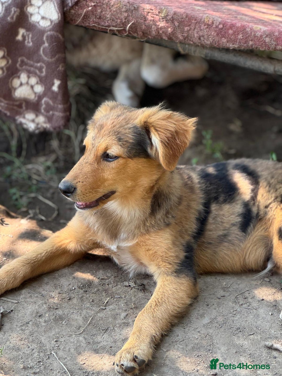 Mixed Breed dogs for adoption: JASPER - a Superb Puppy Boy, for a Loving Home - Image 28