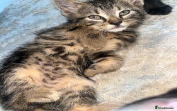 Mixed Breed cats for sale: Kittens for sale - Image 2