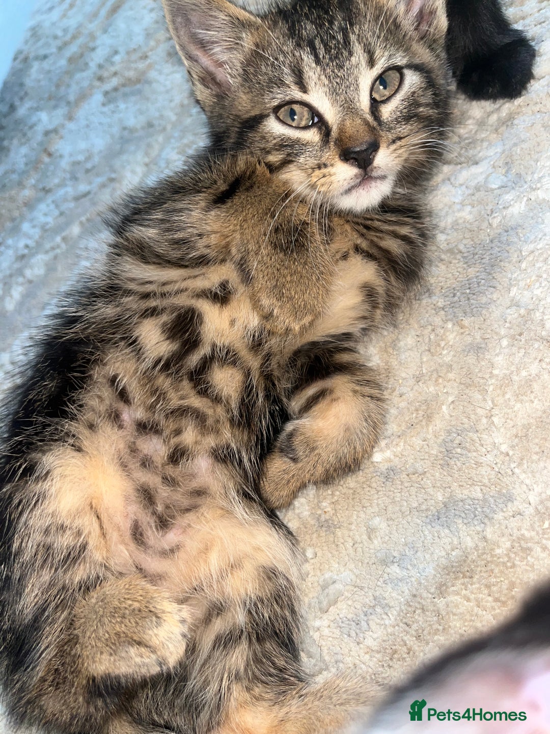 Mixed Breed cats for sale: Kittens for sale - Image 2
