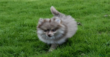 Pomsky dogs - Advert 10