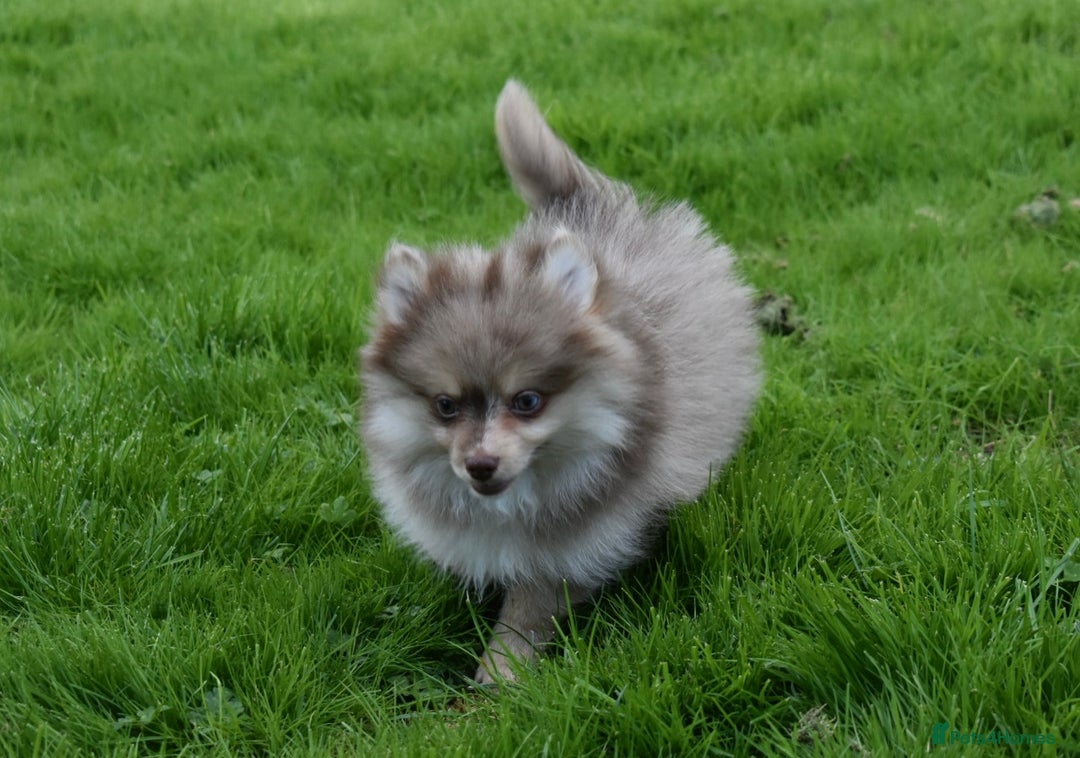 Pomsky dogs for sale: Merle Genuine Toy Size  Pomsky Puppies - Image 2