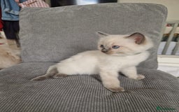 Ragdoll cats for sale: Ragdoll kittens  - Image 4