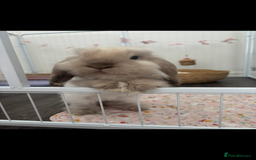 Mini Lop rabbits for sale: Mini lop buck for rehoming  - Image 4