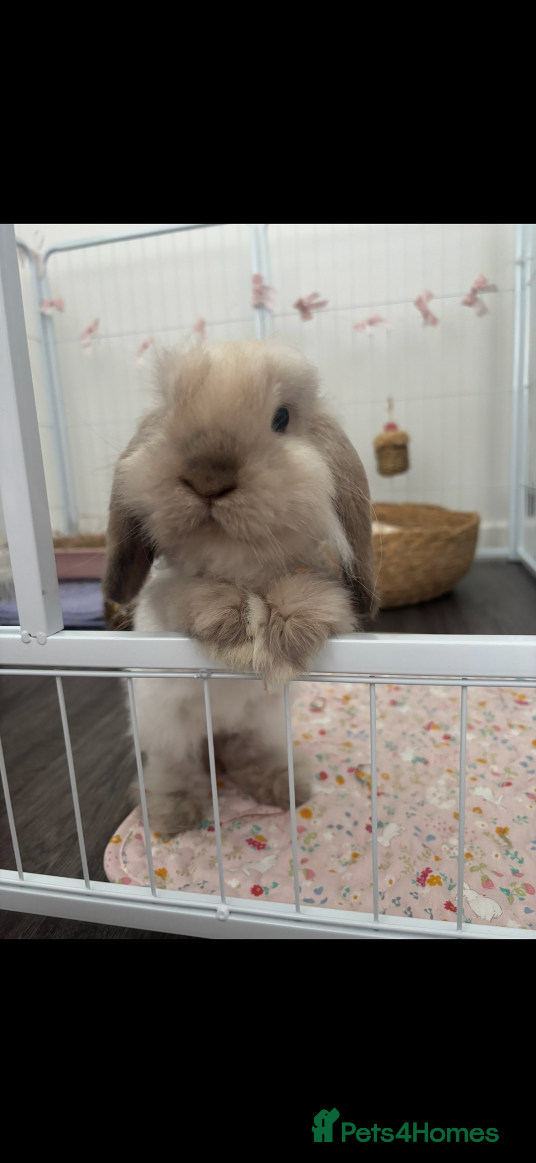 Mini Lop rabbits for sale: Mini lop buck for rehoming  - Image 4