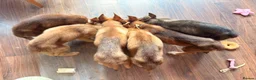 Shepsky dogs for sale: Shepsky stunners  - Advert 12