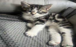 Mixed Breed cats for sale: Bengal/Maine Coone cross - Image 4