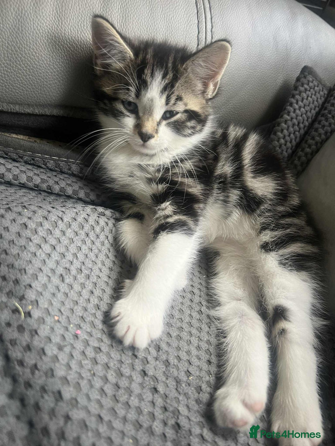 Mixed Breed cats for sale: Bengal/Maine Coone cross - Image 4