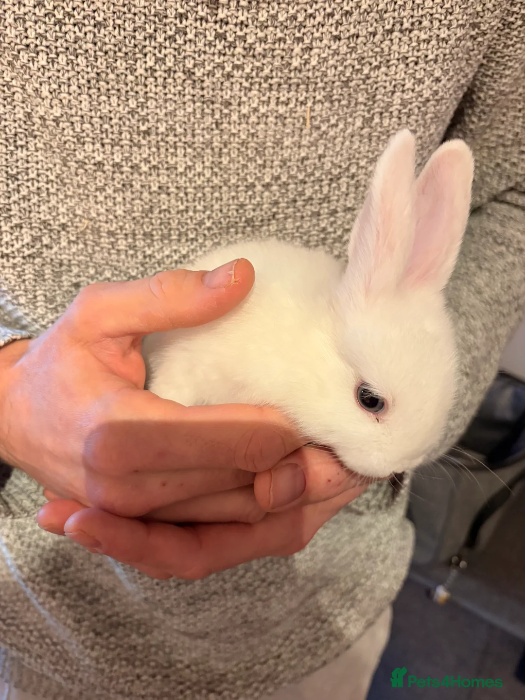Dwarf Lop rabbits for sale: Dwarf lops in Brackley - Advert 4