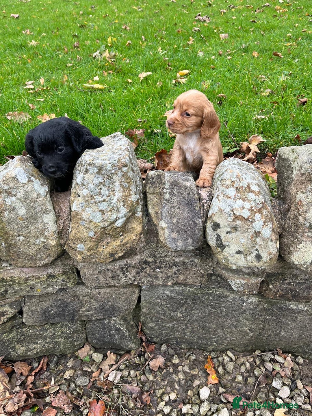 Cocker Spaniel dogs for sale: Cocker spaniel puppies  - Image 7