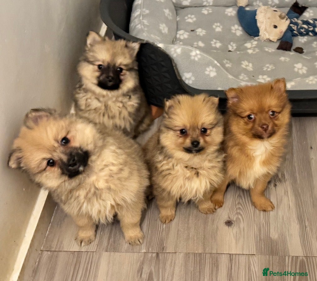 Pomeranian dogs 6 Adorable Fluffy Pomeranian Puppies  - Advert 1