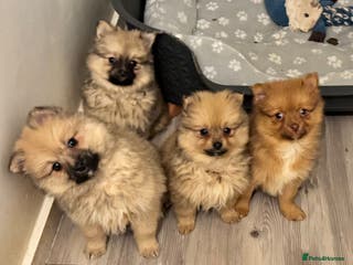 Pomeranian dogs 3 Adorable Fluffy Pomeranian Puppies - Advert 1