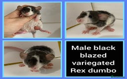 Rat rodents for sale: Adorable Dumbo Baby Rats ❤️ - Image 20